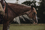 warmblood