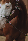 warmblood