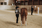warmbloods