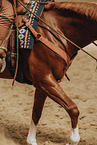warmblood