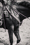 warmblood