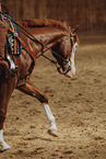 warmblood