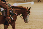 warmblood