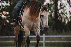 warmblood