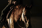 warmblood