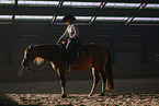 warmblood