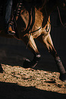 warmblood