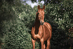 warmblood horse
