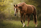 warmblood mare