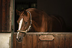 warmblood mare