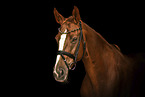 warmblood mare