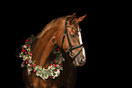 warmblood mare