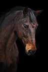 warmblood