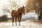 horse