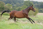 horse