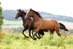 horse