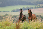 horse
