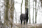 black horse
