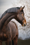 warmblood