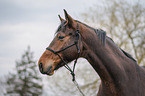 warmblood