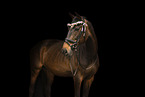 warmblood