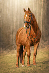 warmblood