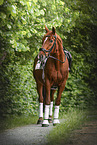 warmblood