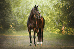 warmblood
