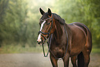 warmblood