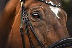 warmblood