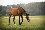 warmblood