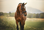warmblood