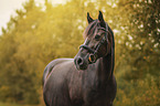 warmblood mare