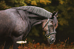 warmblood mare