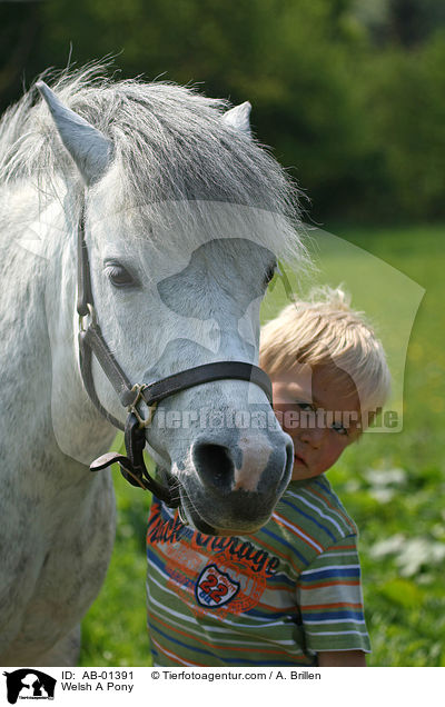 Welsh A Pony / Welsh A Pony / AB-01391