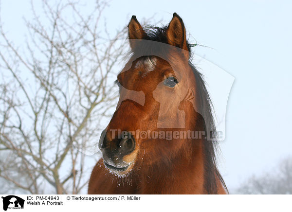 Welsh A Portrait / PM-04943
