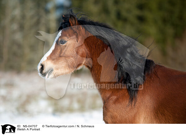 Welsh A Portrait / NS-04707