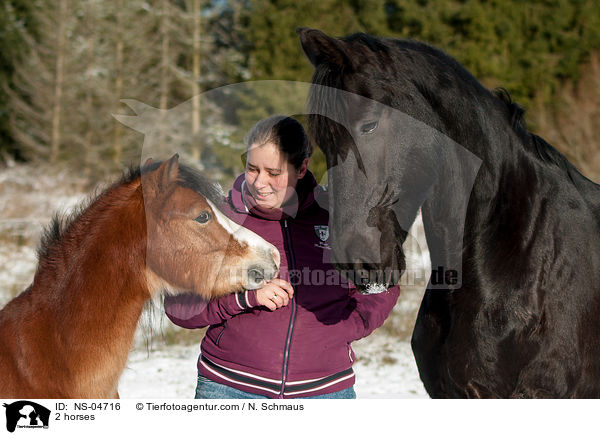 2 horses / NS-04716
