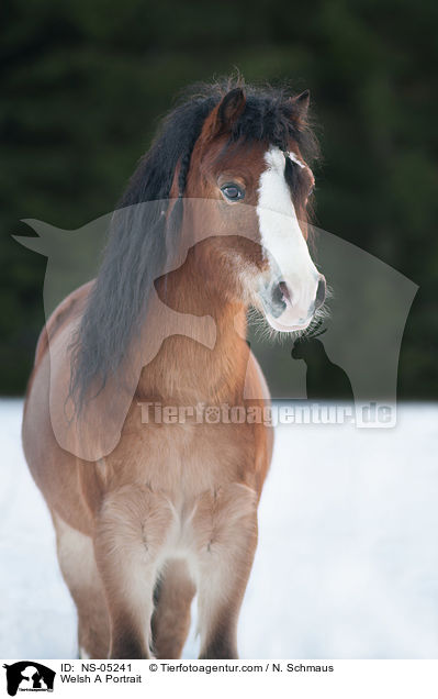 Welsh A Portrait / NS-05241