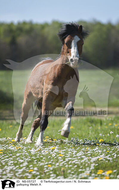 galloping Welsh A / NS-05727