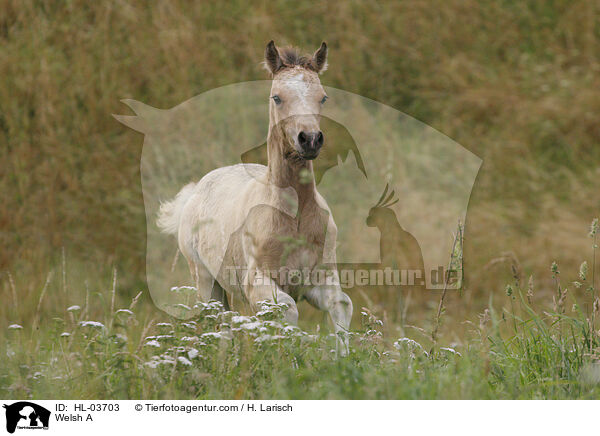 Welsh A / HL-03703