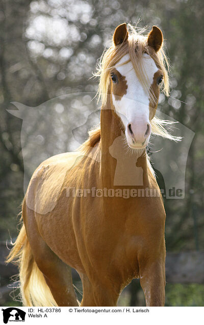 Welsh A / Welsh A / HL-03786