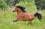 galloping Welsh A