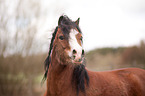 Welsh A Portrait