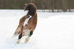 galloping Welsh A