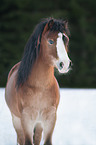 Welsh A Portrait