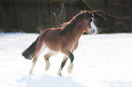 trotting Welsh A