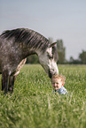 Welsh A with child