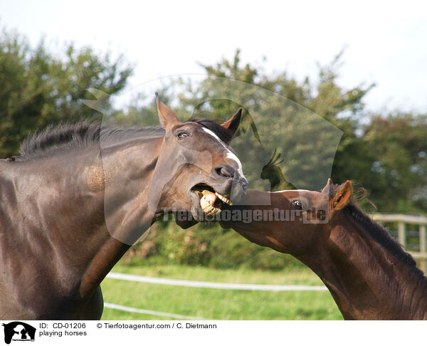 playing horses / CD-01206