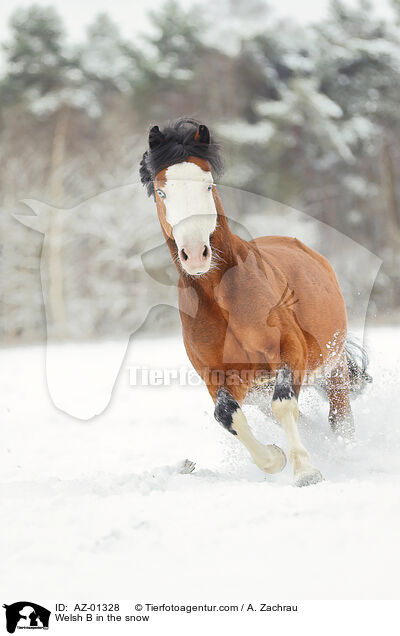 Welsh B in the snow / AZ-01328